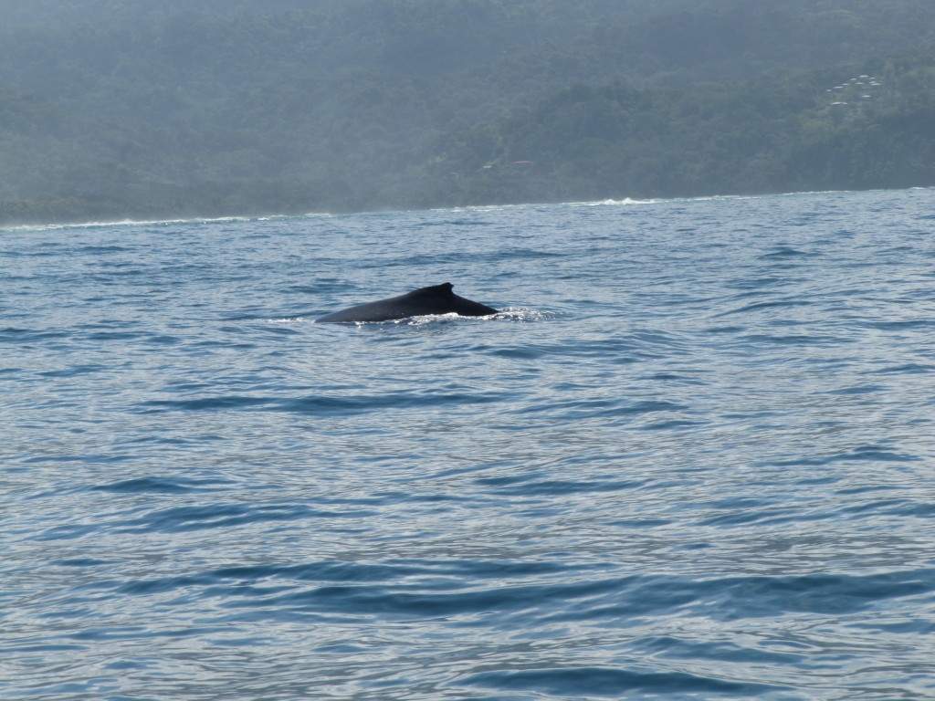 marino-ballena-national-park-costa-rica-geoporter-whales