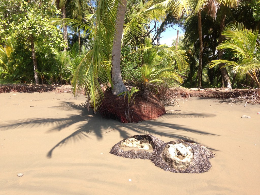 Playa-Uvita-Bahia-Ballena-2016-coastal-erosion